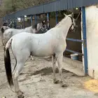 حصان شعبي للبيع الموقع محايل عسير