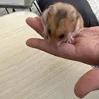 هامستر سوري للبيع