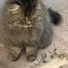 قطه