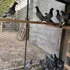 طبات زاجل سباق