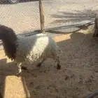 3 رخال وخروف