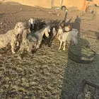 تيوس