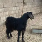 تيس للبيع