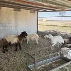 للبيع رخال