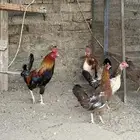 دجاج عربي ترثه