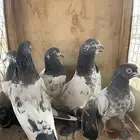 البيع حمام باكستاني تيدي ستة حبات فرايد