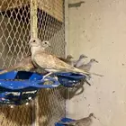 أزواج يمام ماسي أورنج نوادر