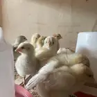 فروخ دجاج بلدي وفيومي