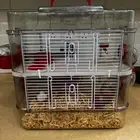 همستر للبيع مع القفص