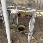 دجاج معى غرفتها