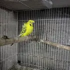جوز بادجي الذكر هوقو دبل كرست طفرة تكساس