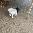 برابر مرابي فوق 5 شهور