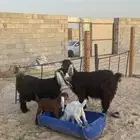 معزئ رغايث للبيع روم وسلم عدد ثنتين