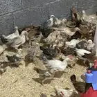 للبيع صيصان بلدي عمر شهر ونص