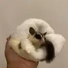 سنجاب طاير (شوقر قلايدر )