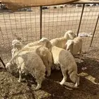 طليان للبيع