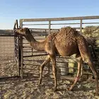 قعود