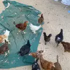 دجاج مشكل