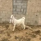 تيس مشروع فحل