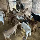 للبيع تيوس بلدي أعمارهم من شهرين ونص اللى ثلاثه ونص