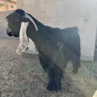 تيس عارضي فحل