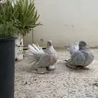 حمام رقاص امريكي لافندر