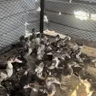 بط مسكوفي