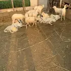 غنم للبيع ( تم البيع )