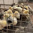 صوص فيومي بلدي العدد 54 جوز العمر 6 ايام محصن