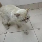 للتبني قط ذكر