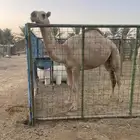 بكره حقه باتليه