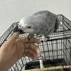 فرخ كاكسو اليف وهدد