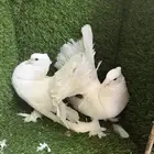 مجموعة ذكور زينه