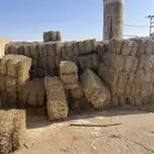 تبن شعير