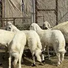 للبيع 4 خرفان جبر وسط