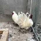 البيع دجاج حباحب
