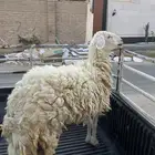 رخل ثنيه تم البيع 1300