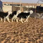 طليان نجد فواخر تصلح مشاريع فحول اوذبح
