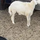 طلي حري تبريكه جبر ونظيف