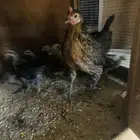 دجاج عربي وافرق مفرخات واطقم