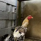 دجاج باكستاني