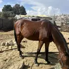 حصان معسوف جاهز عمره 3 سنوات