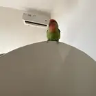 طيور الحب (روز.)