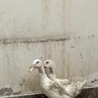 بط بكيني للبيع
