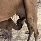 ناقه خلفه مصغر