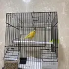 كناري للبيع مدينة الخبر