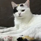 قطه انثى للتزاوج