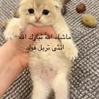 قطط سكوتش مسجله