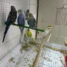 فروخ بادجي