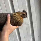 دجاج عربي مع فيوم ( تم البيع)